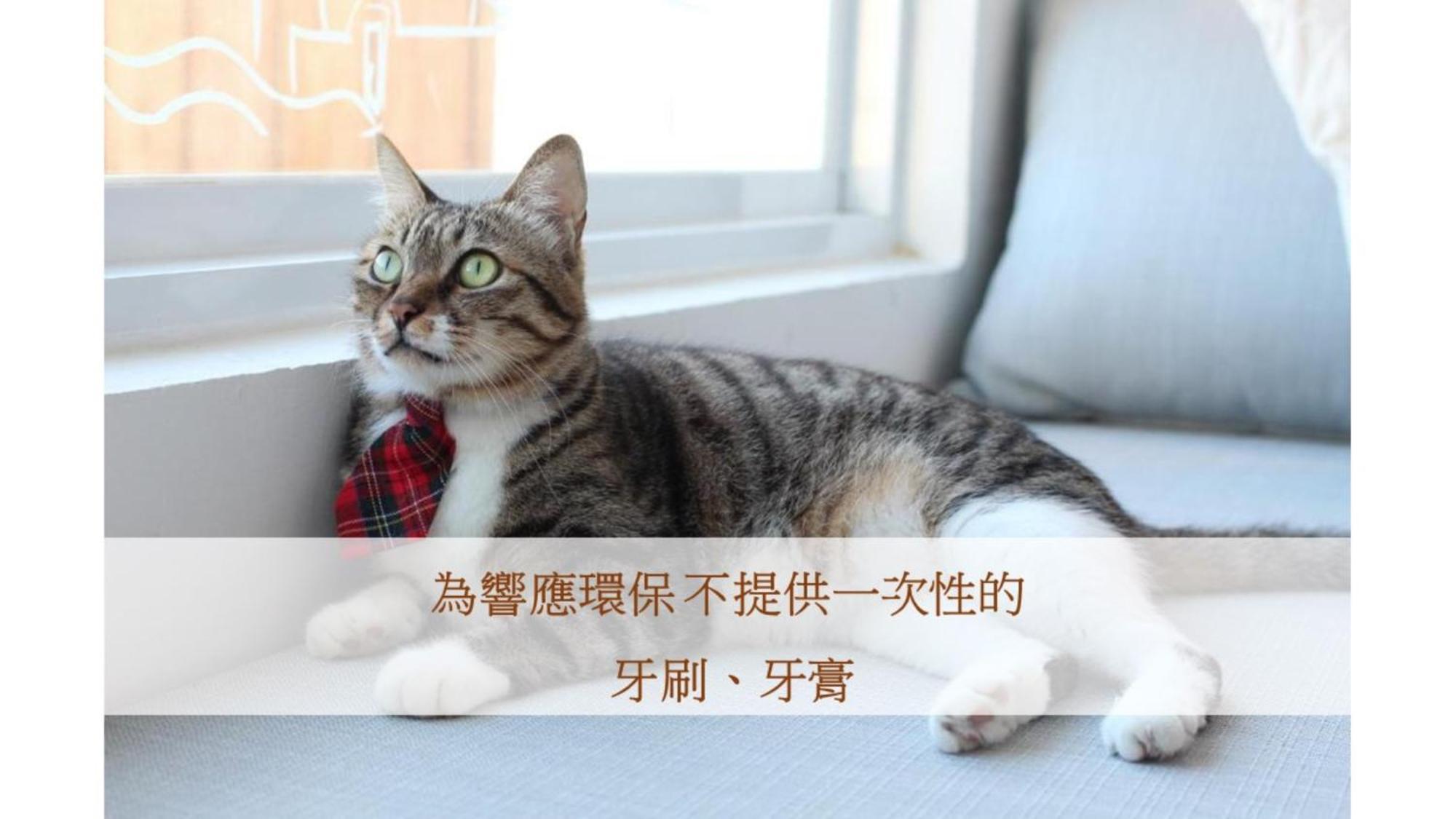 Cat At Greece Bed and Breakfast Nanwan Buitenkant foto