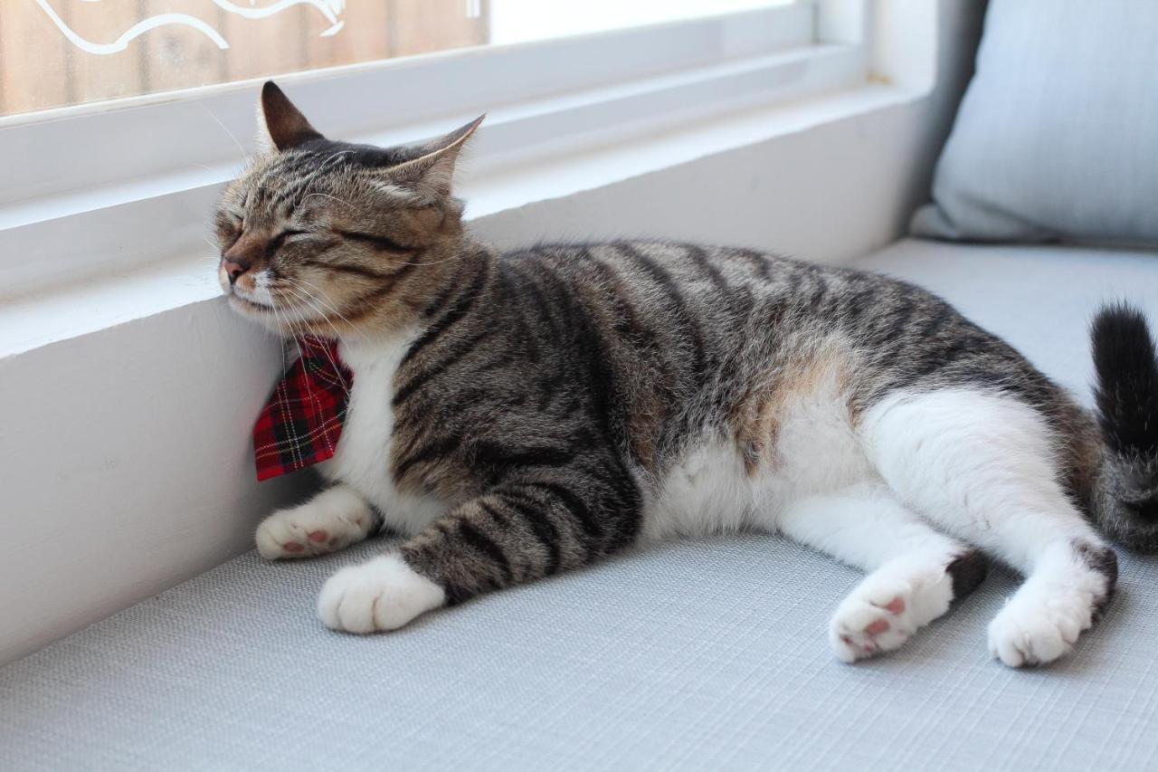 Cat At Greece Bed and Breakfast Nanwan Buitenkant foto