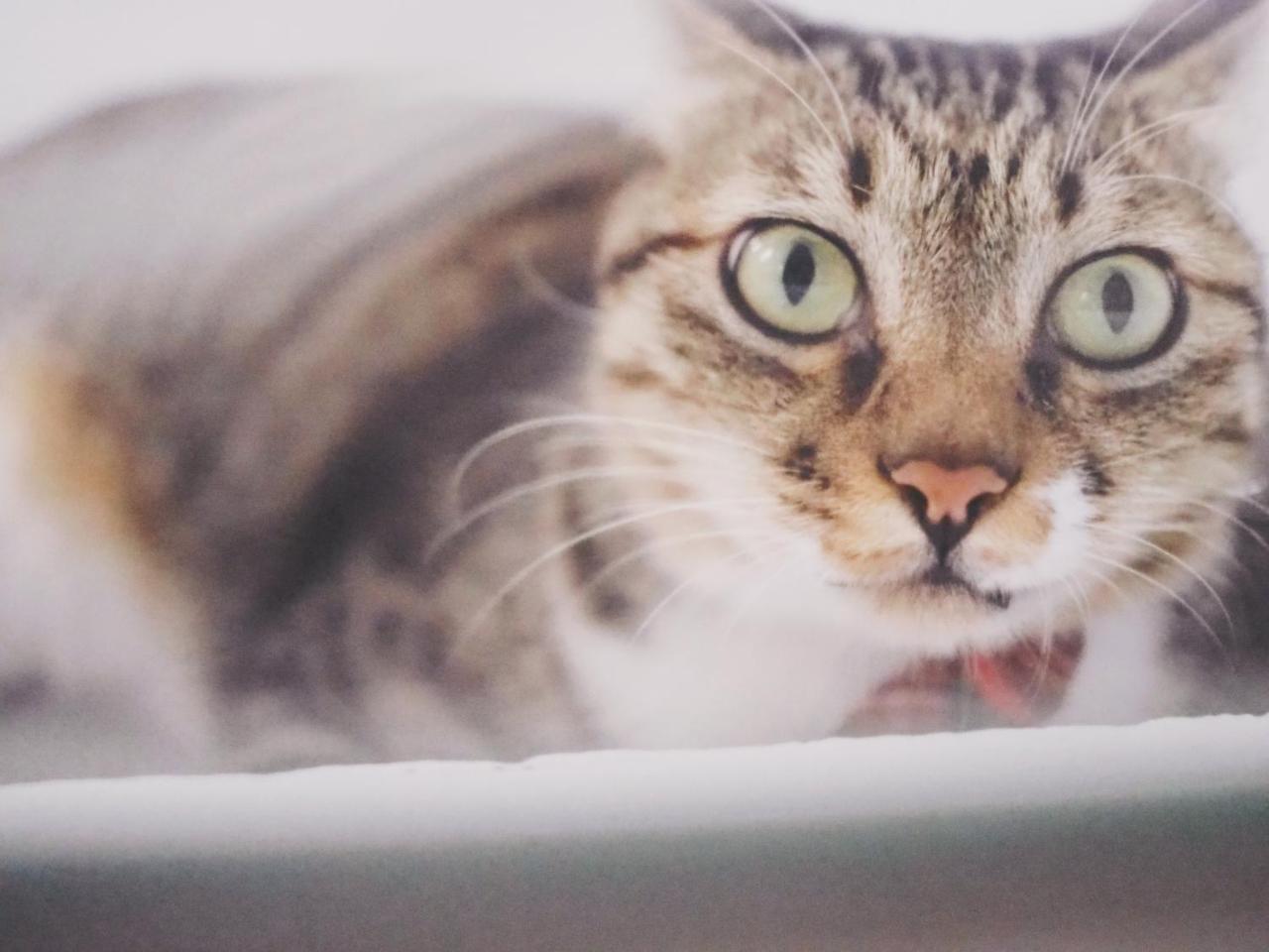 Cat At Greece Bed and Breakfast Nanwan Buitenkant foto